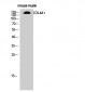 COL4A1 Polyclonal Antibody