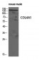 COL4A1 Polyclonal Antibody
