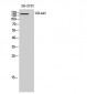 COL4A2 Polyclonal Antibody