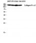 COL4A2 Polyclonal Antibody