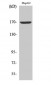 COL4A6 Polyclonal Antibody