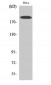 COL5A1 Polyclonal Antibody