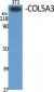 COL5A3 Polyclonal Antibody