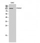 COL6A2 Polyclonal Antibody