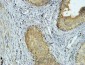 Connexin 43 Polyclonal Antibody