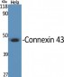 Connexin 43 Polyclonal Antibody