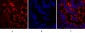 Connexin 43 Polyclonal Antibody