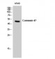Connexin 47 Polyclonal Antibody