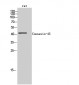 Connexin-45 Polyclonal Antibody