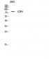 COP1 Polyclonal Antibody