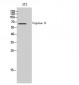 Copine 8 Polyclonal Antibody