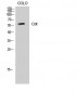 Cot Polyclonal Antibody