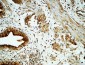 Cox-2 Polyclonal Antibody