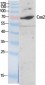 Cox-2 Polyclonal Antibody