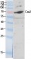 Cox-2 Polyclonal Antibody