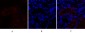 Cox-2 Polyclonal Antibody