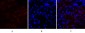 Cox-2 Polyclonal Antibody