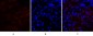 Cox-2 Polyclonal Antibody