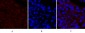 Cox-2 Polyclonal Antibody