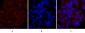 Cox-2 Polyclonal Antibody