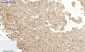 Cox-2 Polyclonal Antibody