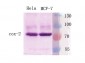 Cox-2 Polyclonal Antibody