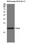 COX4I2 Polyclonal Antibody