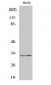 COX6c Polyclonal Antibody