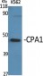 CPA1 Polyclonal Antibody