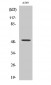 CPM Polyclonal Antibody