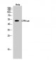 CPN cat Polyclonal Antibody