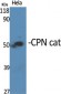 CPN cat Polyclonal Antibody