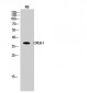 CREB-1 Polyclonal Antibody