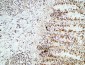 CREB-1 Polyclonal Antibody