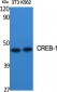 CREB-1 Polyclonal Antibody