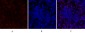 CREB-1 Polyclonal Antibody