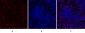 CREB-1 Polyclonal Antibody