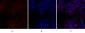 CREB-1 Polyclonal Antibody