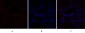 CREB-1 Polyclonal Antibody