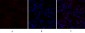 CREB-1 Polyclonal Antibody