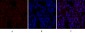 CREB-1 Polyclonal Antibody