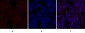 CREB-1 Polyclonal Antibody