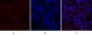 CREB-1 Polyclonal Antibody