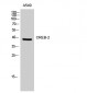 CREB-2 Polyclonal Antibody