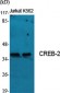 CREB-2 Polyclonal Antibody