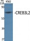 CREB3L2 Polyclonal Antibody