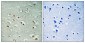 CREM Polyclonal Antibody