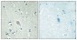 CRF-RI Polyclonal Antibody