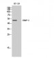 CRMP-2 Polyclonal Antibody