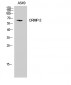 CRMP-2 Polyclonal Antibody